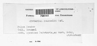 Hysterobrevium mori image